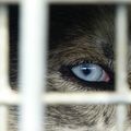 le scandale des pseudo musher de foire qui maltraitent leurs animaux du soir au matin : à Autun sept 14