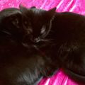 28 reasons to love black cats / 28 raisons d'aimer les chats noirs ...