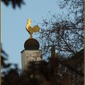 un coq dans un Lyon ... 