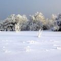 Les Photos d'hiver de B Bize !