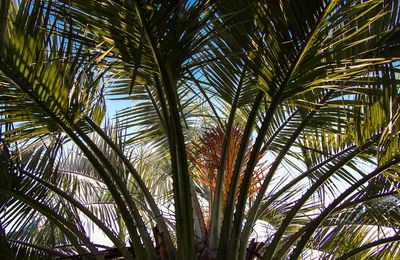A l'ombre du palmier