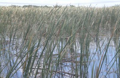 Un petit coin des Everglades