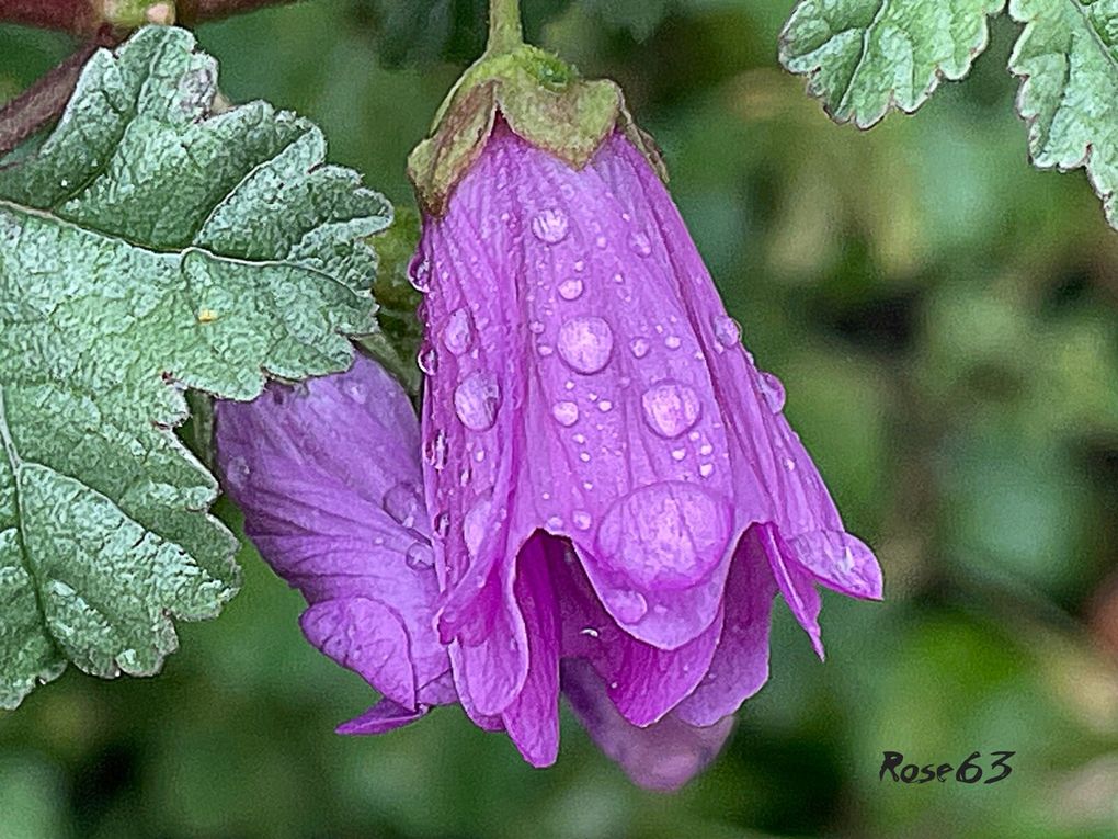 Lundi 29 sept 2025 un bol d'air au jardin c'était le 25 sept 2025 Mon diapo s'en suit 