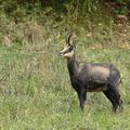 Chamois ayant repéré un photographe moins discret...lol