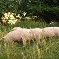 3 petits cochons