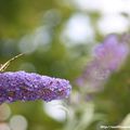 Le machaon ou grand porte-queue (Papilio machaon Linaeus)