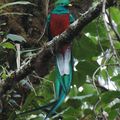 Costa Rica feb 08: amazing birds