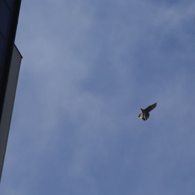 Des images de Pèlerins en vol