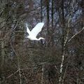 Aigrette