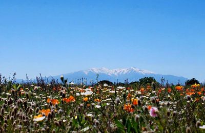 Le printemps en Roussillon........