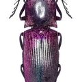 Chalcolepidius chalcantheus, Drocleana puberula, Jumnus ruckeri ruckeri, Oomorphus concolor, Dysodius magnus