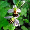 Orchidée sauvage du Vexin (Ophrys fuciflora )       