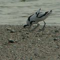 En Marquenterre et Baie de Somme