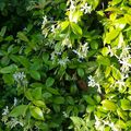 Le Jasmin ... un parfum entêtant et unique.