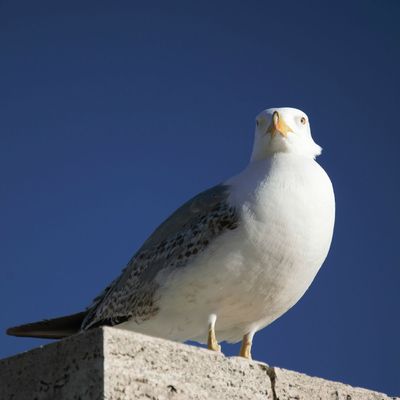 Puisqu'on est dans la monde animal....une petite dernière pour la route