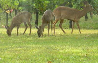 la biche et ses faons