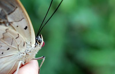 L'effet Papillon !