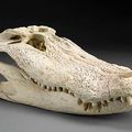 Large Alligator Skull. Alligator mississippiensis. Modern. Florida