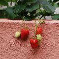 1eres fraises *