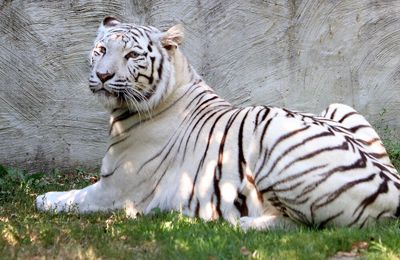 Tigre blanc