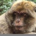 I.2.a. Instants de vie primate