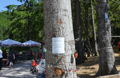 23/08/14 : L'arbre de l'Amour