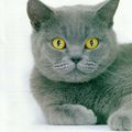 Le British Shorthair