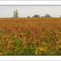 Les Couleurs Dorées : Cléo et Marius... 