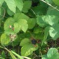 Les Ronces communes (Rubus fruticosus)