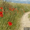 Amapolas