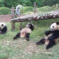 Réserve des pandas
