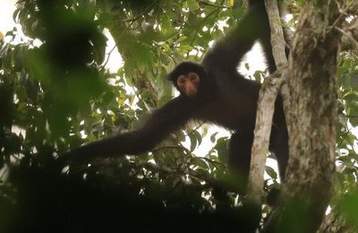 Guyane 2019, l'atèle