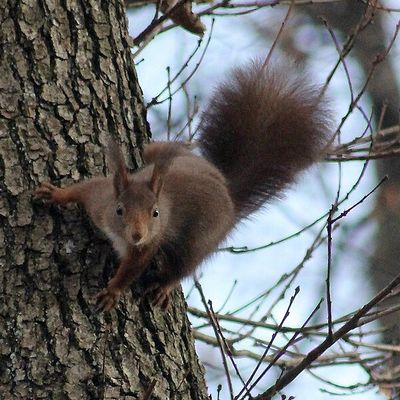 Couple d'écureuils parc des Evaux à Onex le 1er janvier 2015