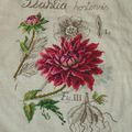 Le dahlia (5)