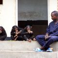 Chimps in Lwiro