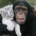 Cute White Tigers!