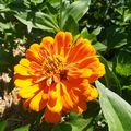 Fleur orange : Zinnia