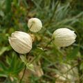 Fleurs des Alpes