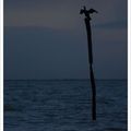 Cormoran du soir