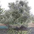Huile d'olive sarde