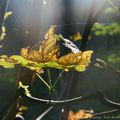 Feuille d'automne