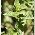 Sirop de menthe au Cook’in