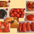 Quizz Tomate