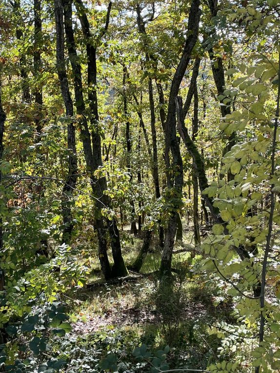 Mercredi 29 oct 2025 : hier j'étais dans les Combrailles , sur mes pas dans la commune de Manzat et environs  mon diapo s'en suit  et sur la fin retour @ la maison 🏡 