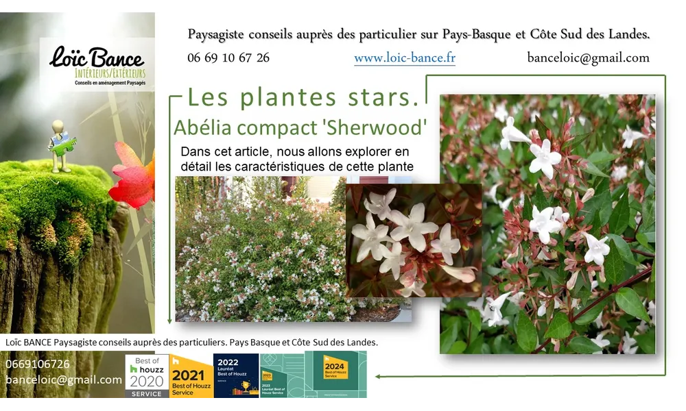 Abélia compact Sherwood par paysagiste Pays Basque et Paysagiste Landes.