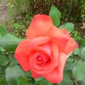 Mes derniéres roses du jardin rien que pour vous