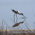 Avocette élégante