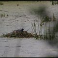 Foulque macroule (Fulica atra)