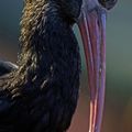 Ibis