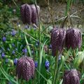 Les fritillaires comme des oeufs de pintade dans la prairie...